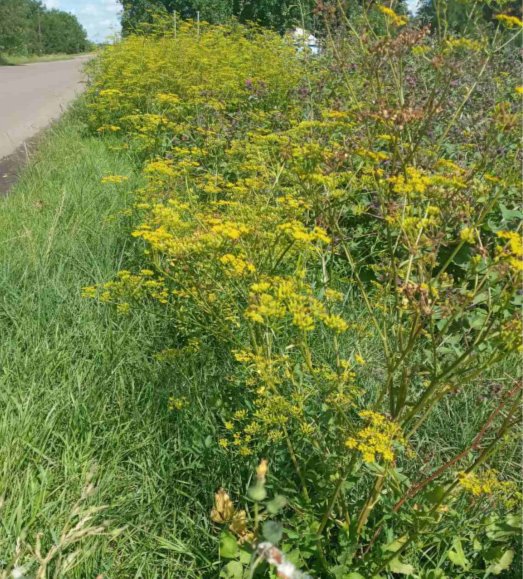 зображення_viber_2023-11-17_15-15-51-527